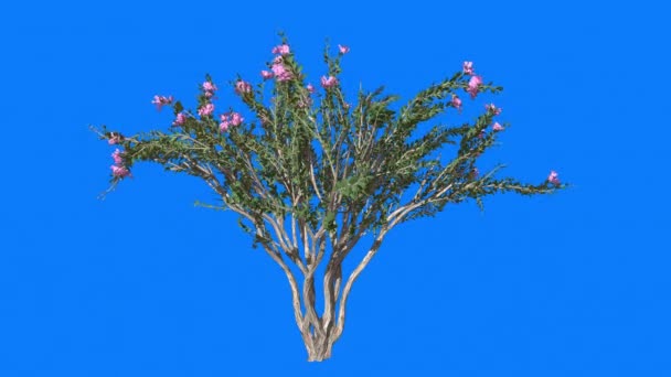 Floers Myrtle Cromakey Lagerstroemia Chroma Key Alfa blauwe achtergrond boom Bush zwaaiend in de Wind-roze bloemen fladderende takken bladeren buitenshuis — Stockvideo