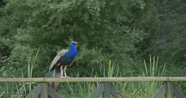 Gemeenschappelijke Pauw, vogel, blauwe Peacock op houten hek — Stockvideo