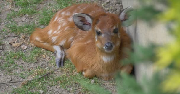 Female Deer Lying, Chewing, Closeup — Stock Video