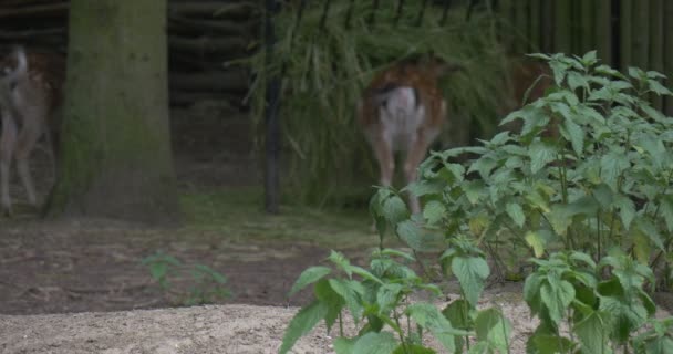 Ciervos de cola blanca están comiendo heno en el paddock — Vídeo de stock