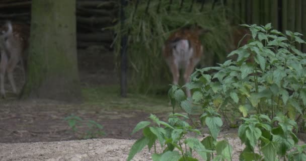 White rozkładem jelenie są jeść siano w padoku — Wideo stockowe