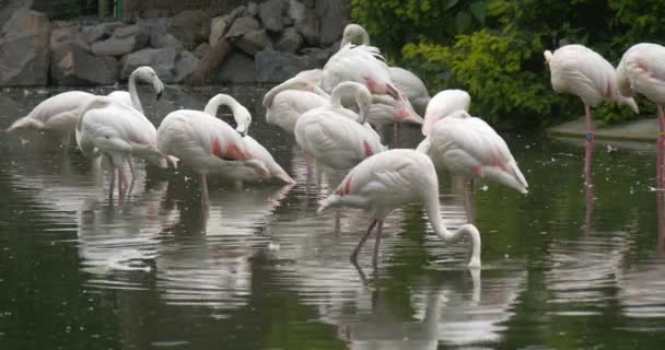 Vita Flamingos grupp stående, skakningen huvuden, att fånga fisk i dammen — Stockvideo