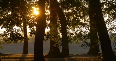 Forest Park su birikintisi ağaç gövdeleri Sunset mayo siluetleri ağaçların arkasında boyunca nehir banka çayır