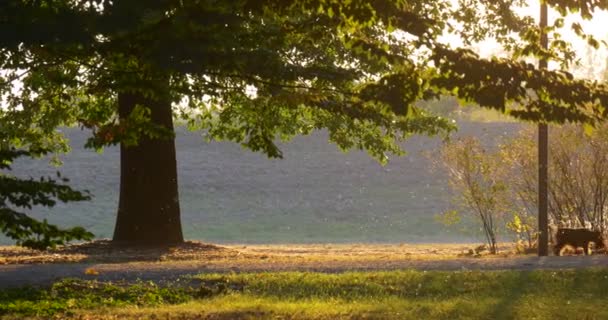 Középső idősebb pár férfi és a nő mögött van a hegy kis kutya gyaloglás futó Forest Park a River Bank rét mentén a tó zöld fák naplemente — Stock videók