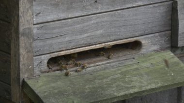 Ahşap arı kovanı, arı, Closeup oturan ile Slot