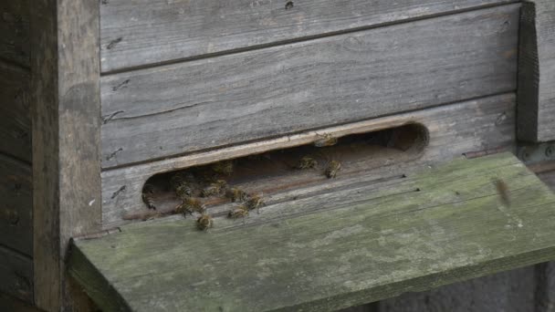 Houten Bijenkorf, sleuf met zithoek bijen, close-up — Stockvideo