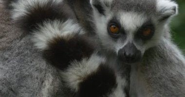 İki lemur ile kuyruk, Closeup kucaklayan