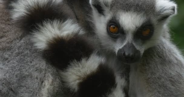 Due lemuri si abbracciano con la coda, primo piano — Video Stock