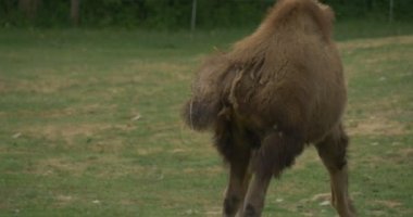 Kırmızı-Kahverengi İki Kambur Baktriyen Devesi, Develer, Kulanlar