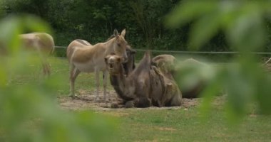 İki Kahverengi Kulan ve İki Yalancı Çiğneme Baktriya Develeri