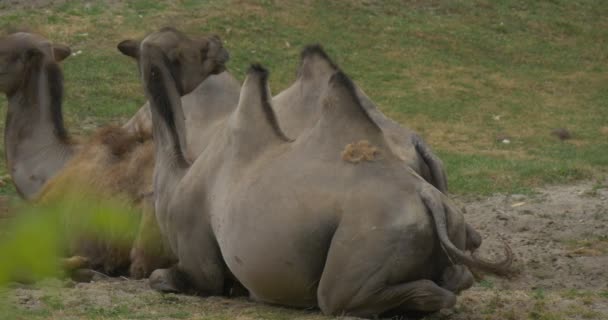Trois chameaux bactériens à deux bosses mentent 