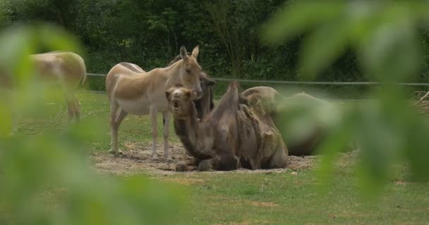 Dos kulans marrones y dos camellos bactrianos mentirosos de mascar — Vídeos de Stock