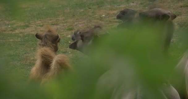 Cuatro camellos bactrianos están de pie y masticando, camellos de dos jorobas — Vídeo de stock