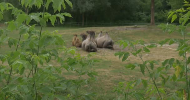 Grupp av liggande Bactrian kameler, baksidor, pucklar — Stockvideo