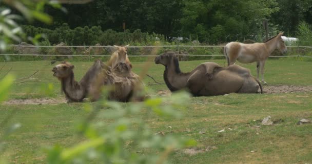 Dos camellos bactrianos y dos kulanes, los animales están mintiendo — Vídeo de stock