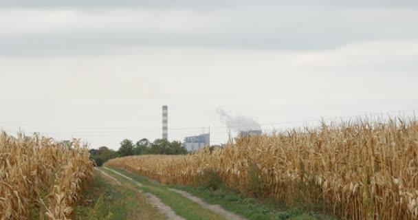 Ekologi miljöförorening väg till elektriska Station trådar cement fabriken på en horisont på fältet längs torra växter marken rör elektriska torn — Stockvideo