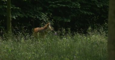 Çalılar, Çimenler, Arka Plan daki Ağaçlar, Chrysocyon Brachyurus'un İçinden Maned Kurt