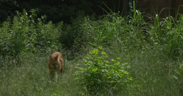 Maned wolf przez krzewy, trawa, Chrysocyon brachyurus — Wideo stockowe