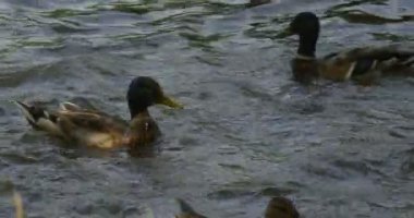 Havuzumda, yaban ördekleri, Pond, iter yüzen