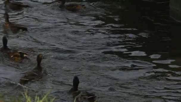 Кряквы, дикие утки, плавают в пруду, река, кормятся, медленно двигаются — стоковое видео
