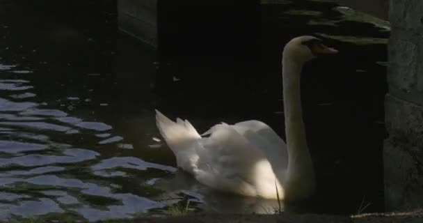 Mallards, Wild Ducks y White Swan flotan en el estanque, alimentándose en los pilares del muelle — Vídeos de Stock