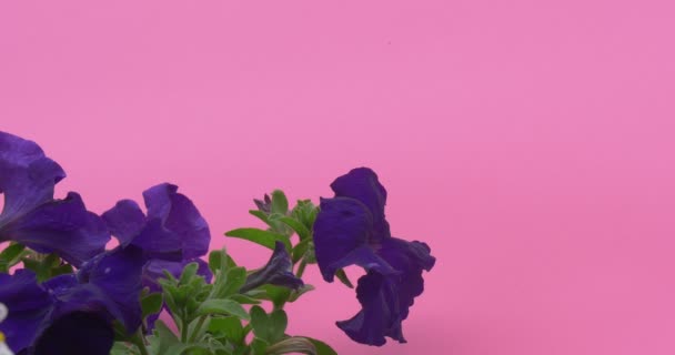 Deep Blue Petunia, Pétalas Fluttering, Folhas Verdes — Vídeo de Stock