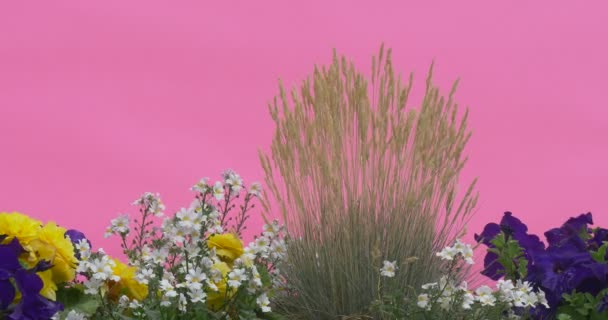 Flowerbed mavi Petunia, sarı çiçekler, beyaz çiçekler, Apera, Windgrass ile — Stok video