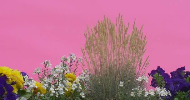 Aiuola con petunia blu, Fiori bianchi, Fiori gialli, Apera, Windgrass — Video Stock