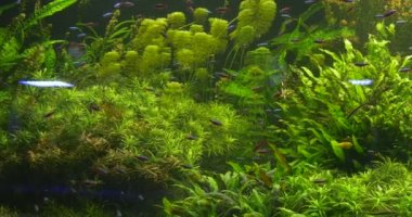 Yeşil Su Bitkileri, Saplar, Küçük Kardinal Tetra, Paracheirodon Axelrodi