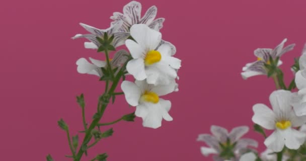 Flores de campo blanco con plaga amarilla en el primer plano verde del tallo — Vídeos de Stock