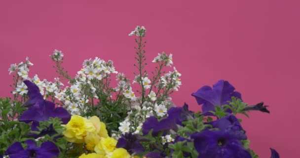 Blauwe veld van Petunia, gele en witte bloemen, aardewerk planten — Stockvideo