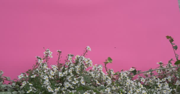 Ромашковое клумба, маленькие белые цветы, цветы — стоковое видео