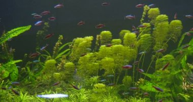 Cardinal Tetra, Paracheirodon Axelrodi, among Green Water Plants, Traking Right