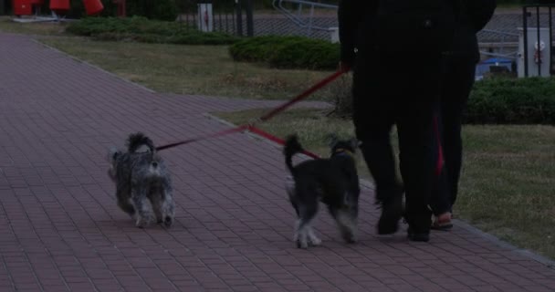 Duas mulheres de ternos pretos pernas femininas estão andando com cães Cães pequenos Scotch Terriers Caminhando para o parque Floresta calçada Azulejos Estrada é pavimentada — Vídeo de Stock