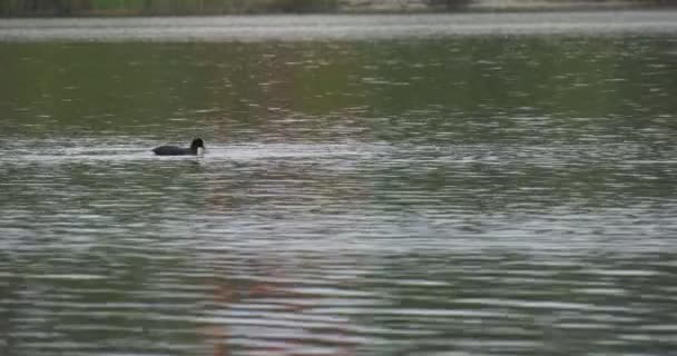 Feeding Mallard Wild Duck is Diving Eating Floating on the Water Rippling Water Green Hill with Sandy Ground Opposite Bank Outdoors Cloudy Daytime Stock Footage