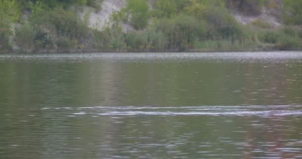 Alimentando Mallard Wild Duck está mergulhando Comer flutuando na água Rippling Water Green Hill com Sandy Ground banco oposto ao ar livre Nublado durante o dia — Vídeo de Stock