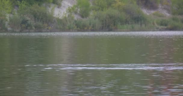 Feeding Mallard Wild Duck is Diving Eating Floating on the Water Rippling Water Green Hill with Sandy Ground Opposite Bank Outdoors Cloudy Daytime — Stock Video