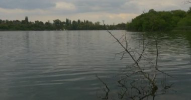 River Lake Pond Rippling Su Close Up Kuru Şube Su Yeşil Ağaçlar Bir Ufukta Opposite Bank Bulutlu Gökyüzü Outdoors Gündüz