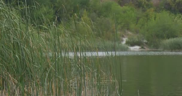 川の池の波打つ水リードの前景リードクローズアップグリーンオーバーグローヒルサンディバンクビーチ — ストック動画