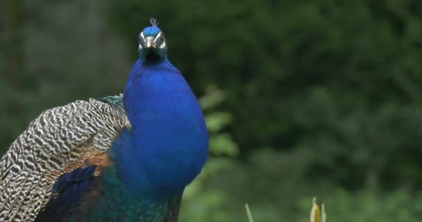 Peafowl común, pájaro, pavo real azul, pecho y cara de cerca — Vídeo de stock