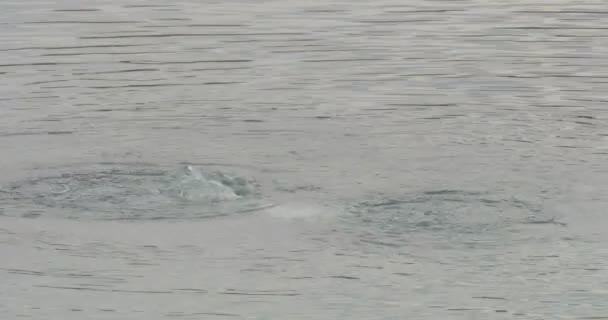 Вода крупним планом два кола на водяній поверхні Двоє чоловіків стрибають різноманітні води на відкритому повітрі Хмарна погода — стокове відео