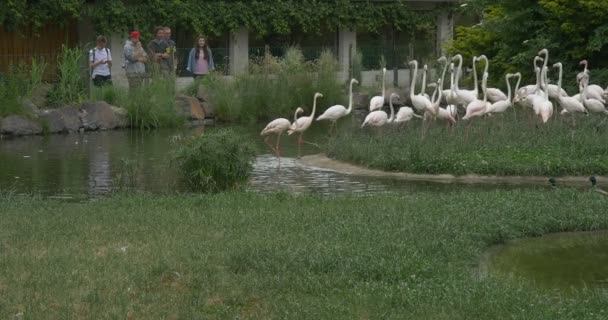 Menschen betrachten hellrosa Flamingos, Vögel, auf dem Teich und auf der Wiese — Stockvideo