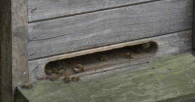 Ahşap arı kovanı, arı, Closeup ile yuvası