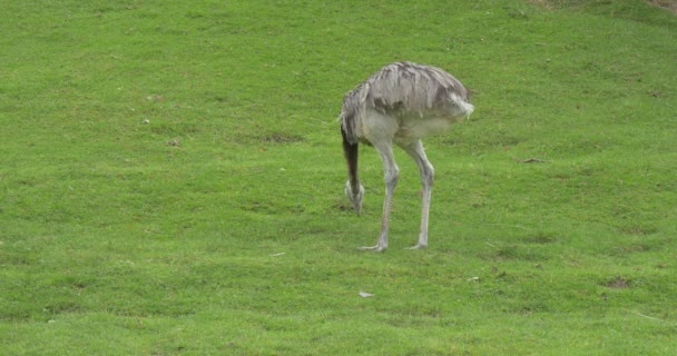 Zwei, drei Strauße, die das Gras knabbern — Stockvideo