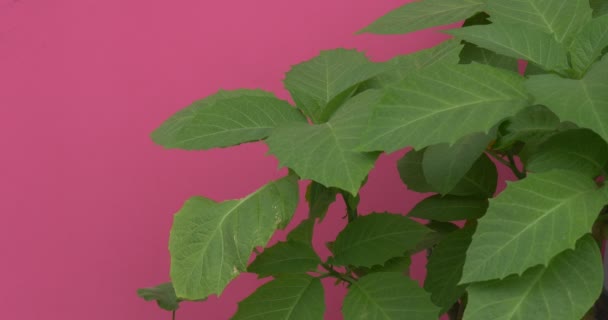 Wide Leaves on The Top of Green Plant, Fluttering — Stock Video