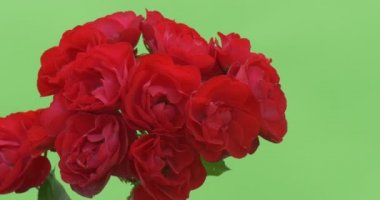 Kırmızı Gül Bush grup, demeti, Closeup, kırmızı çiçekler, güller
