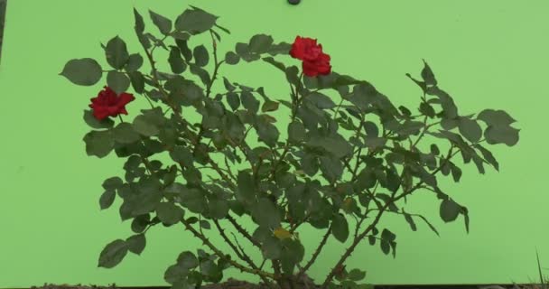 Rose Bush, piros virágok, rózsák, csapkod, gyors — Stock videók