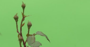 Yeşil gül Bush'un sapı, düğmeleri ile şube