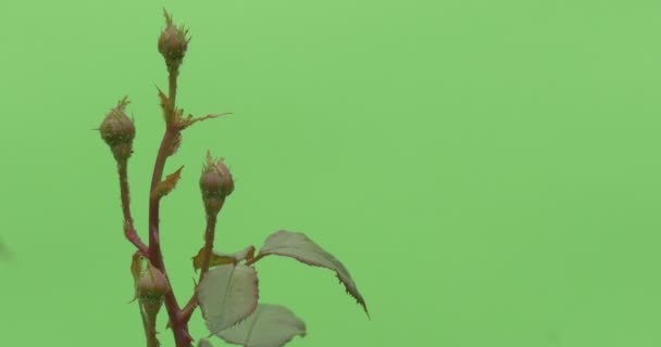 Groene Rose Bush stengel, tak met knoppen — Stockvideo