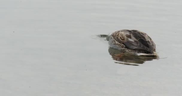 Mallard Wild Duck se está alimentando en el río en Stony Bank Mallard se sumerge Ripeando el agua al aire libre Piedras Nubladas Círculos en la superficie del agua — Vídeo de stock